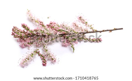 Cherry blossom flowers and buds isolated on white background