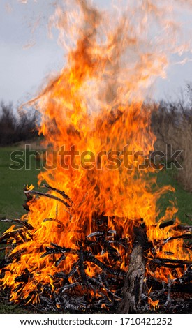 Big bonfire in nature. Long fiery flames.