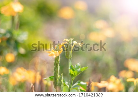 Stunning yellow flower autumn sunrise with sunlight background. Happy new day concept: 