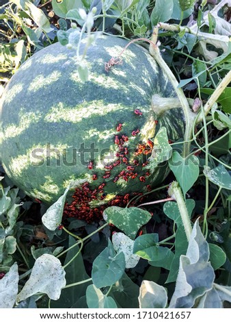 Bedbugs soldiers on a green watermelon. Colony of bugs of soldiers.