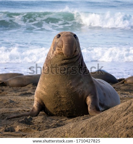 Young male northern elephant seal with dangling proboscis nose sits up on California beach in morning light. Royalty-Free Stock Photo #1710427825