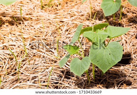 Growing seedlings of cucumbers in the garden. Household Agriculture.