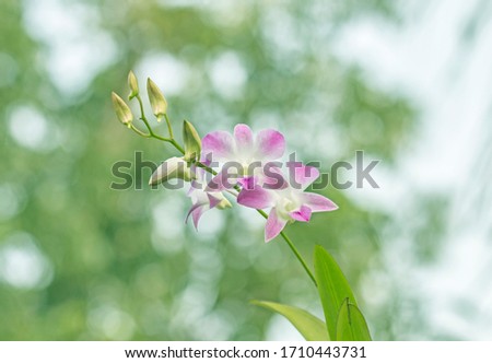Orchid Bokeh Background natural beautiful