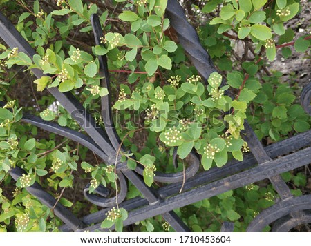 bright spring green bush close-up with flower buds