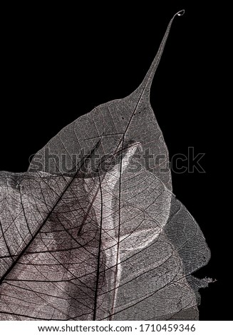 art nature photo composition with parts of abstract dry old aged leaf with skeleton lines pattern on surface in white color on isolated black background