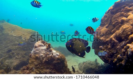 Reef Fishes photographed in Guarapari, in Espirito Santo. Southeast of Brazil. Atlantic Ocean. Picture made in 2020.
