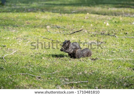 close up of one cute black squirrel standing on the green grass field holding a piece of food in its hand.