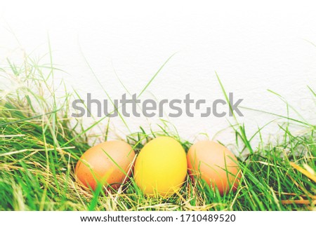 
Colorful eggs on the grass Easter concept.