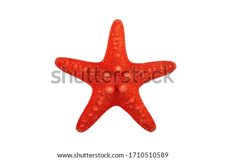A small red starfish on a white background. Close up. Isolate on a white background. Royalty-Free Stock Photo #1710510589