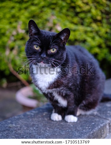 Full body portrait of a black and white house cat 