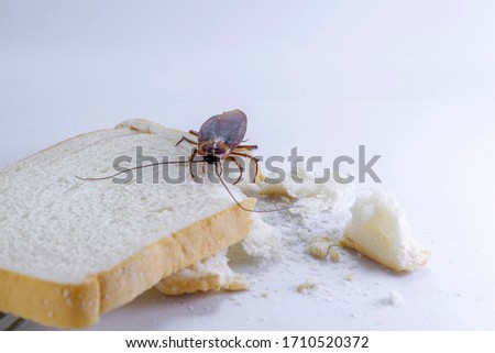 Close up of cockroach on a slice of bread.