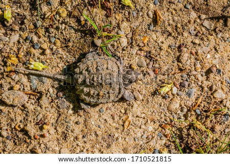 An overhead shot of a turtle