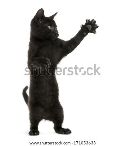 Black kitten standing on hind legs, pawing up, 2 months old, isolated on white