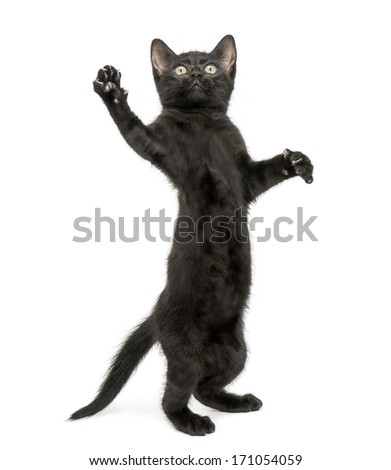 Black kitten standing on hind legs, reaching, pawing up, 2 months old, isolated on white