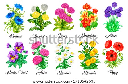 Design set of Cornflower, Daisy, Nasturtium, Pansy, Aster, Camomile and othe flowers isolated on white Watercolor botanical illustration with floral elements. See my full collection of plants