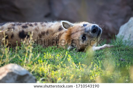 Spotted Hyena looking behind a tree stump
