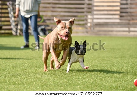 Boston terrier and pitbull playing dog run