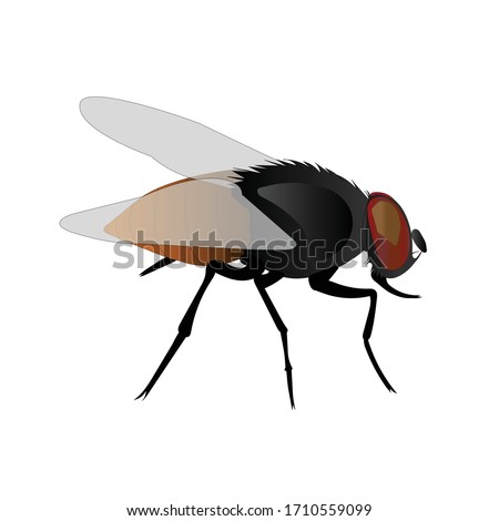Housefly Musca Domestica Vector illustration with white background