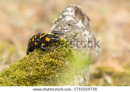  Fire Salamander, Salamandra salamandra, spotted amphibian on the green moss. Widlife scenery