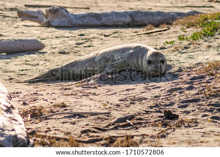 A young elephant seal lies on the beach, Point Reyes, California,
