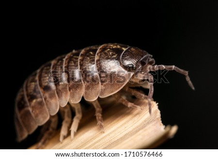 little arthropod insect oniscidea springtail Royalty-Free Stock Photo #1710576466