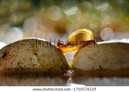 Snails crossing a stone , Macro photos 