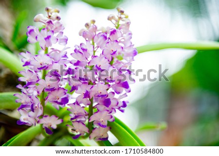 Purple white orchid flowers, look fresh and beautiful.