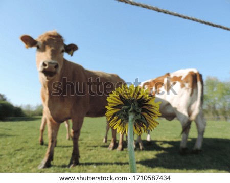 Macro Picture of a Dandelion Flower with a brown and a white/brown cow on a grass field