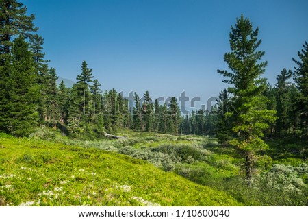 mountain range, evergreen trees and green grass field during sunny summer day, Khamar-Daban, Siberia, Russia, national park