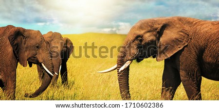 Adult african elephants (Loxodonta africana) grazing in the african savannah. Landscape of Africa.Wide image