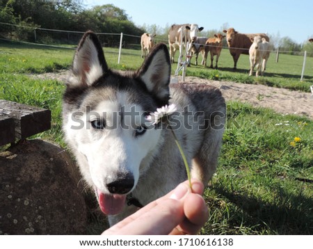 Picture of a siberian husky looking at a flower which is holded by a hand while curious cows are watching from the background