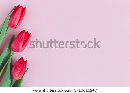 Tender red pink tulips on pastel pink background. Greeting card for Mother's day. Flat lay. Place for text. 
