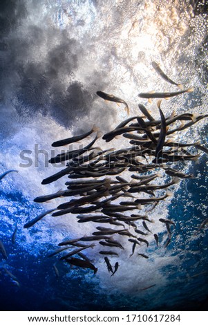 Group of fish swim in water stream under colorful light
