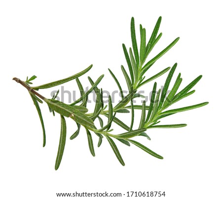 Rosemary isolated on white background, Top view with clipping path.