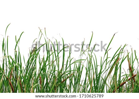 Long green grass and reeds isolated on white background with clipping path and copy space. Royalty-Free Stock Photo #1710625789