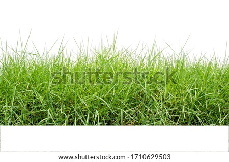 
Green grass isolated on a white background Royalty-Free Stock Photo #1710629503