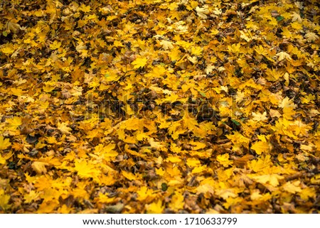 Autumn Nature and Colors in Ukraine