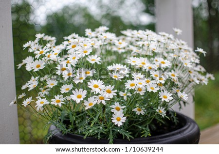 Large outdoor vase with daisies