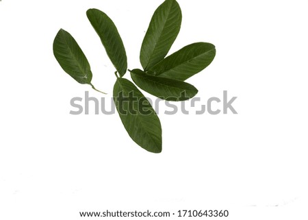Guava leaf with white background