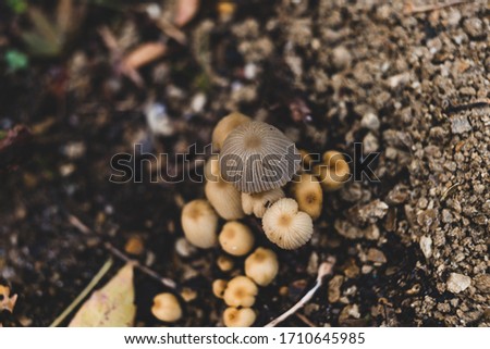 close-up of toadstool mushrooms outdoor in sunny backyard shot at shallow depth of field