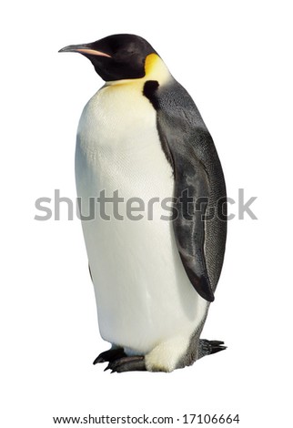 Emperor penguin isolated against a white background