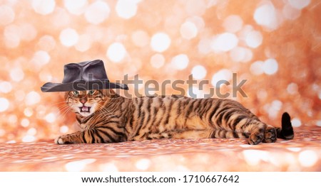 Toyger cat on a cat show on golden glitter background
