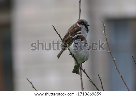 Couple of nice little sparrows sit on the tree branch