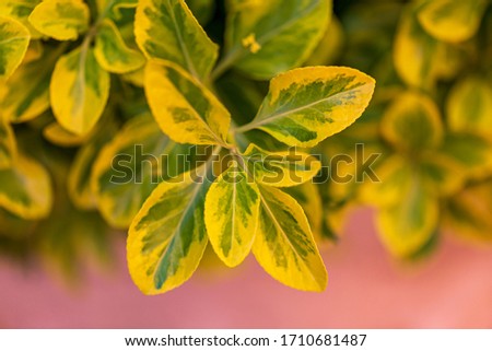 evergreen groundcover after a rainfall green background. green leaves in the garden against a blurred background