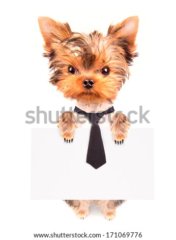 business dog holding empty banner isolated on white