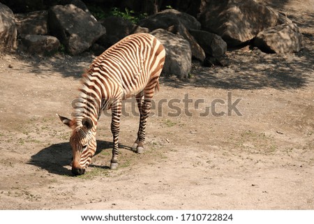 a young zebra eating straw