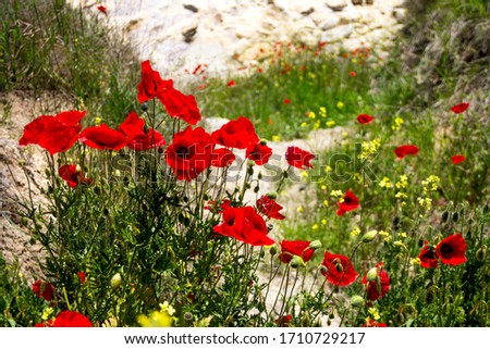 Blooming red wild poppies on the sandy rocks on a sunny day. Beautiful pictures of nature.