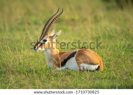 Thomson gazelle lies in grass facing left Royalty-Free Stock Photo #1710730825