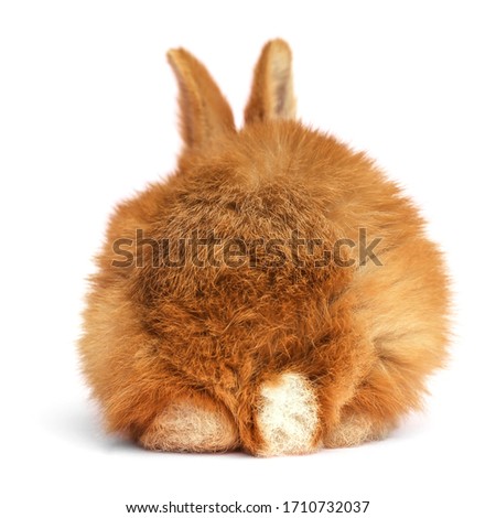 Adorable fluffy Easter bunny on white background, back view