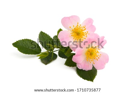 rosehip rose isolated on white background Royalty-Free Stock Photo #1710735877